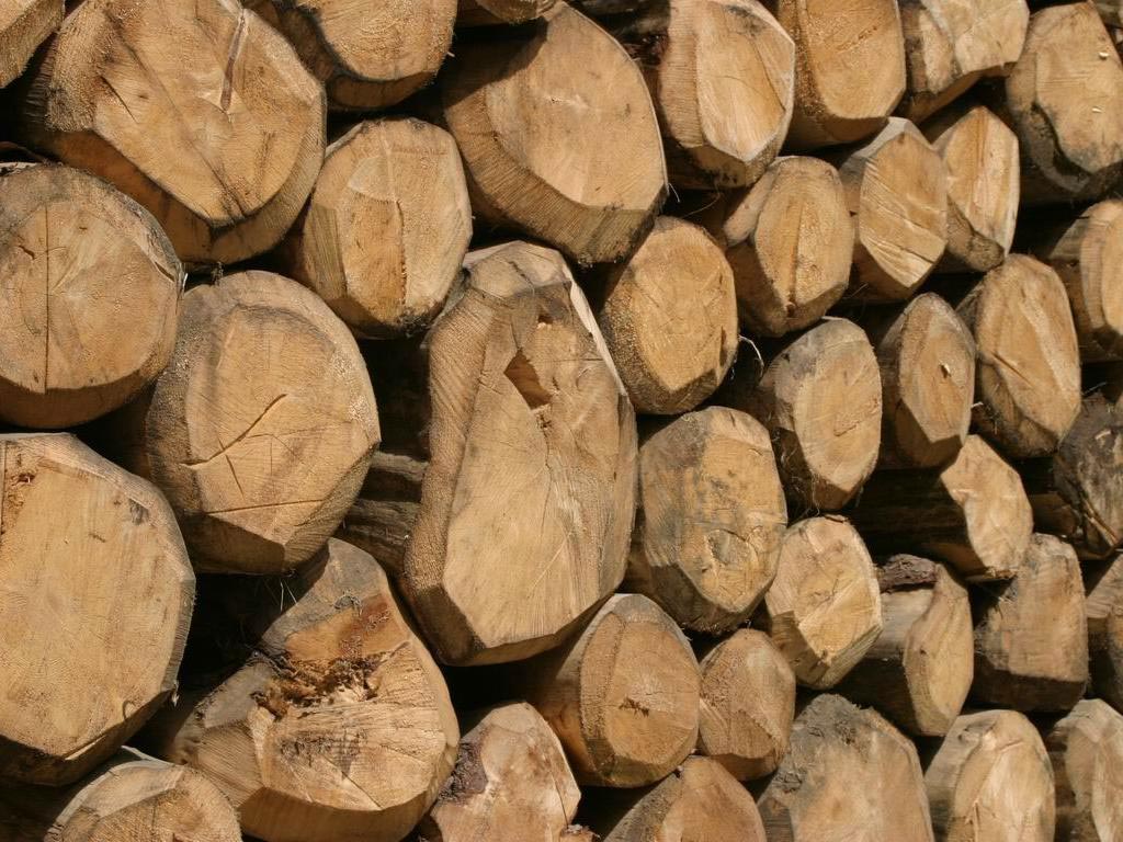 Esposizione a polveri di legno